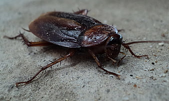 Close-up of a large brown cockroach on concrete