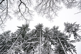 Low angle view of snow-covered pine trees in winter forest