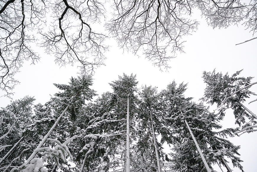 Low angle view of snow-covered pine trees in winter forest