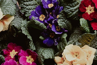 Close-up of colorful primrose flowers with textured green leaves