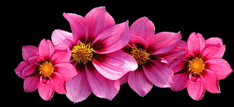 Vibrant Pink Dahlia Flowers Isolated on Black Background