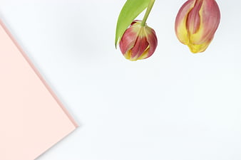 Pink and Yellow Tulips with Pink Notebook on White Background