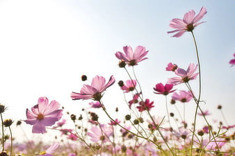 Pink Cosmos Flowers in a Sunny Field with Blue Sky