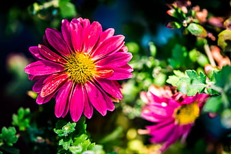 Vibrant Pink Chrysanthemum Flower Close-Up
