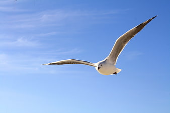 Seagull Flying Against Clear Blue Sky
