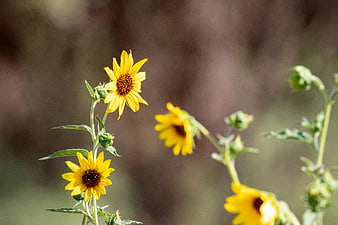 Yellow Wild Sunflowers Blooming in Summer Garden