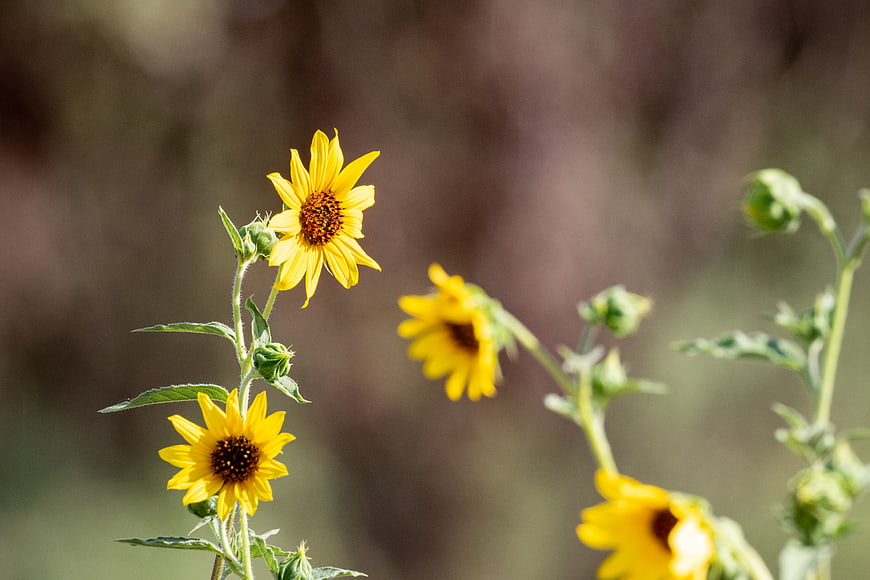 Yellow Wild Sunflowers Blooming in Summer Garden