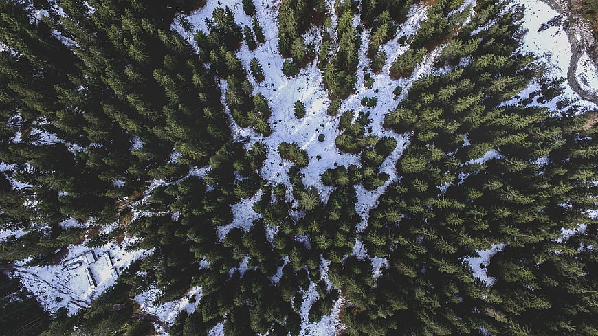 Aerial View of Snowy Pine Forest in Winter