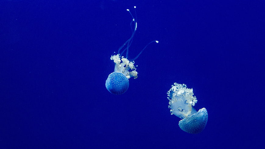 Two Blue Spotted Jellyfish Floating in Deep Blue Water