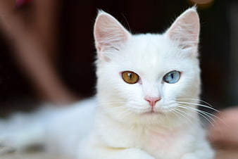Close-up portrait of a white cat with striking heterochromia eyes
