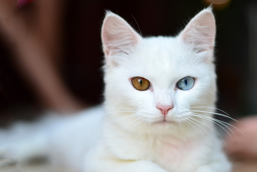 Close-up portrait of a white cat with striking heterochromia eyes