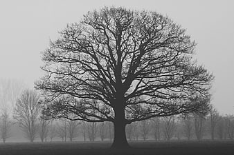 Silhouette of large bare tree in foggy landscape