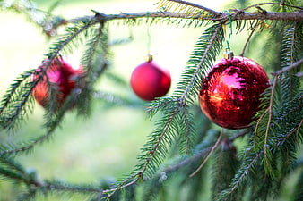 Red Christmas Ornaments Hanging on Pine Tree Branches