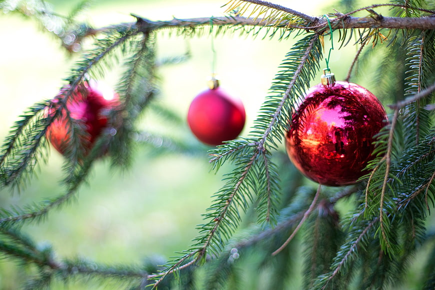 Red Christmas Ornaments Hanging on Pine Tree Branches