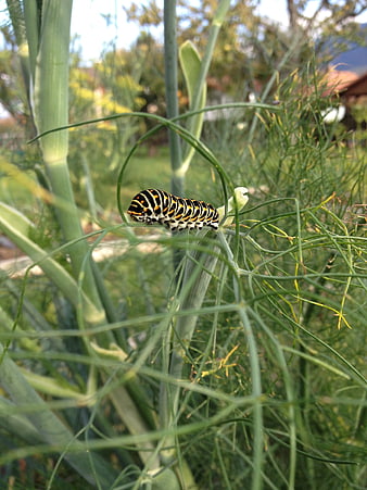 Black Swallowtail Caterpillar on Fennel Plant