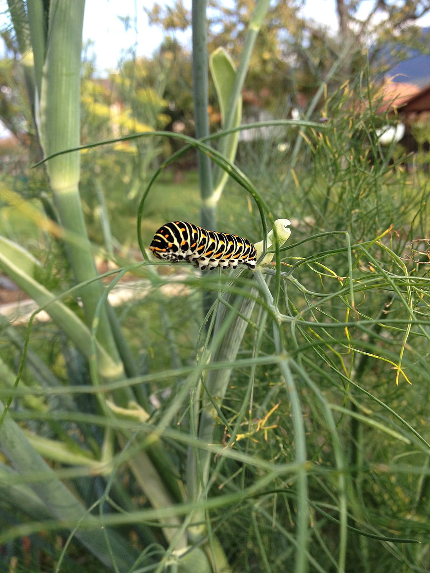 Black Swallowtail Caterpillar on Fennel Plant