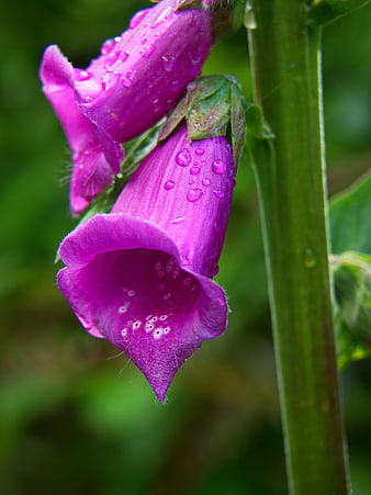 Close-up of purple foxglove flowers with raindrops