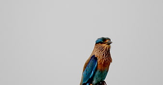 Colorful Indian Roller Bird Perched Against Gray Sky