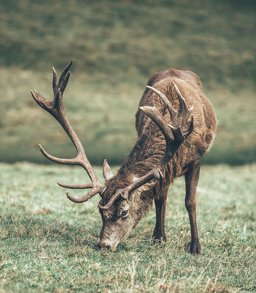 Majestic Red Deer Stag Grazing in Green Meadow