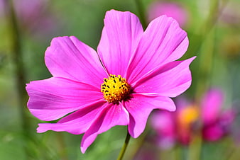 Vibrant Pink Cosmos Flower Close-Up With Yellow Center