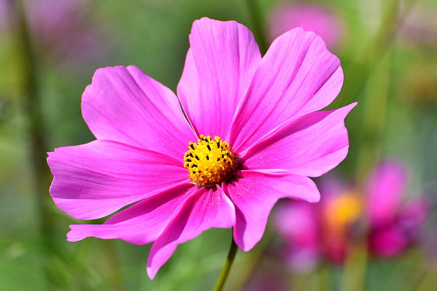 Vibrant Pink Cosmos Flower Close-Up With Yellow Center