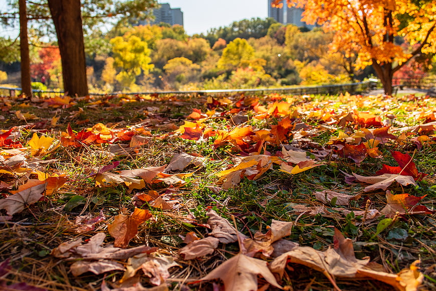 Low Angle View of Colorful Autumn Leaves on Park Grass