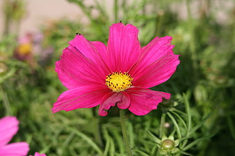 Vibrant Pink Cosmos Flower Close-Up in Garden