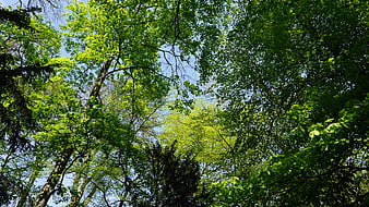 Low angle view of lush green forest canopy against blue sky