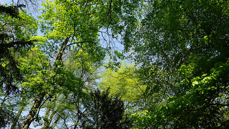 Low angle view of lush green forest canopy against blue sky