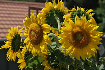 Vibrant Yellow Sunflowers in Full Bloom