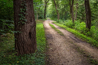 Dirt path winding through lush green forest with large tree