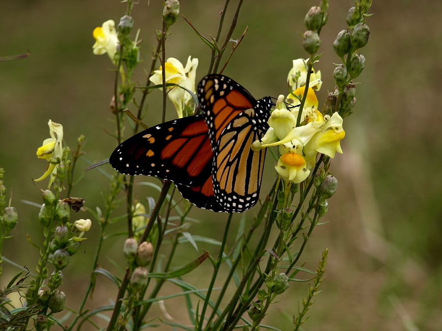 Monarch Butterfly on Yellow Snapdragon Flowers
