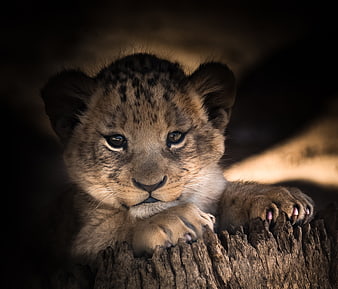Cute lion cub resting on a wooden log