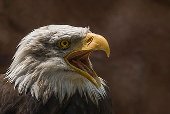 Close-up of Bald Eagle with Open Beak