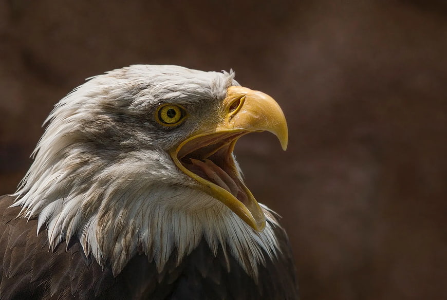 Close-up of Bald Eagle with Open Beak