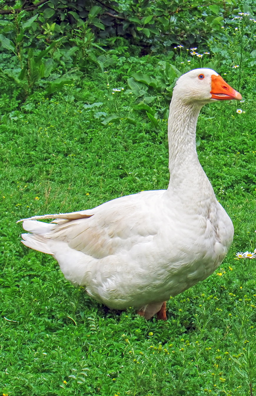 White Goose Standing in Green Grass with Daisies