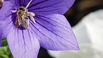 Macro of Honey Bee Pollinating Purple Balloon Flower