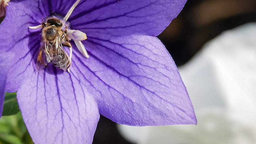 Macro of Honey Bee Pollinating Purple Balloon Flower