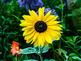 Vibrant Yellow Sunflower in Lush Green Garden