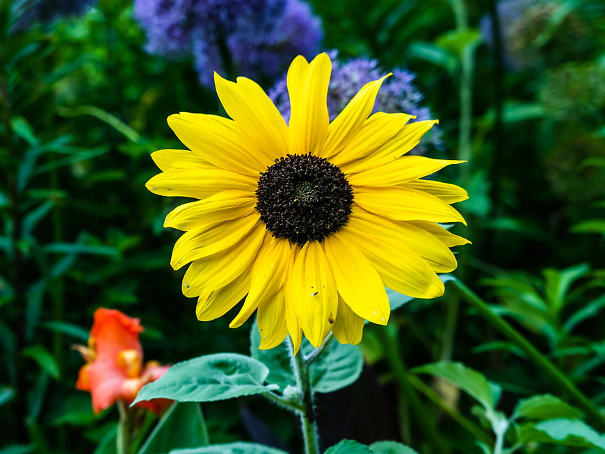 Vibrant Yellow Sunflower in Lush Green Garden