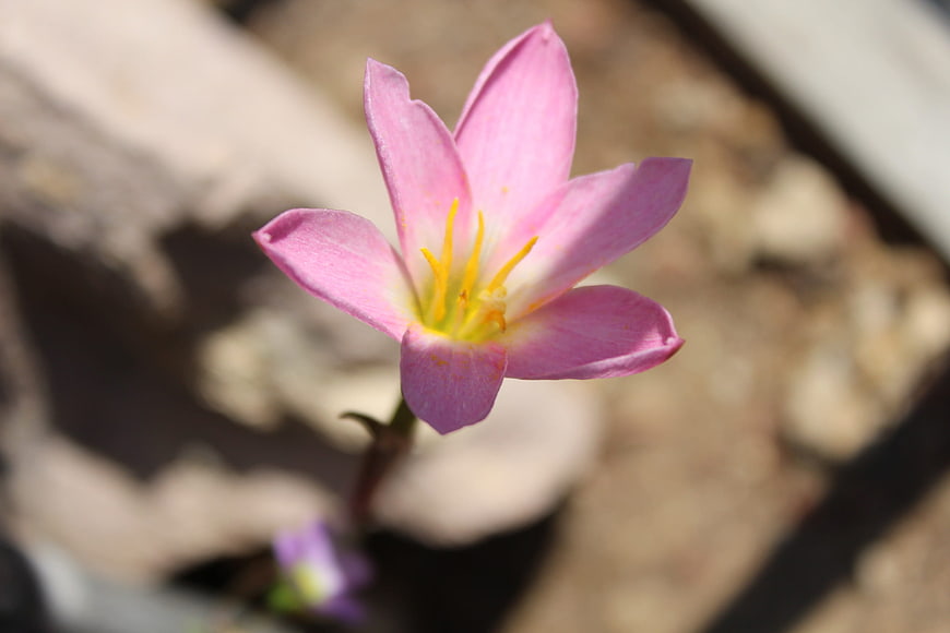 Close-up of a pink rain lily flower with yellow stamens