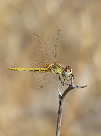 Close-up of a yellow dragonfly perched on a twig