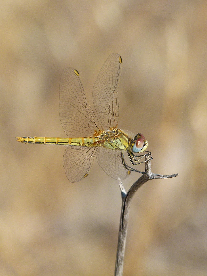 Close-up of a yellow dragonfly perched on a twig
