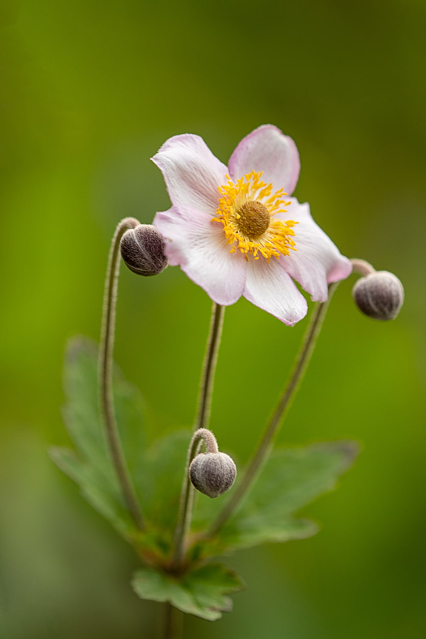 Pink Anemone Flower with Yellow Center and Buds