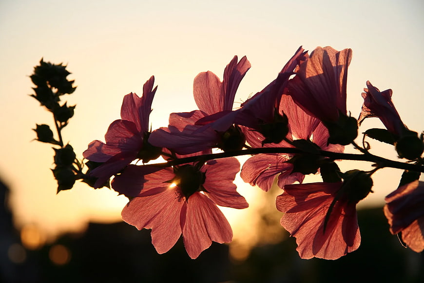 Pink Hollyhock Flowers Backlit by Golden Sunset