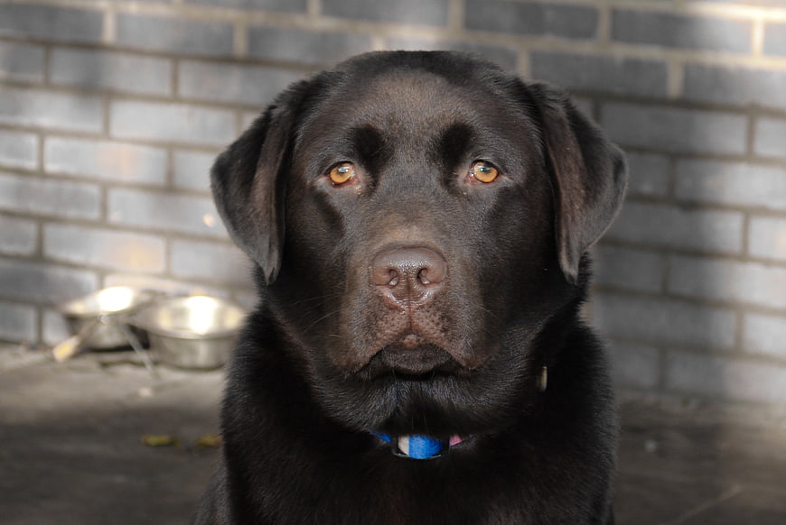 Close-up portrait of a black Labrador Retriever dog