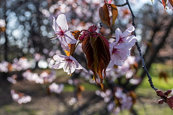Close-up of delicate pink cherry blossoms on a branch