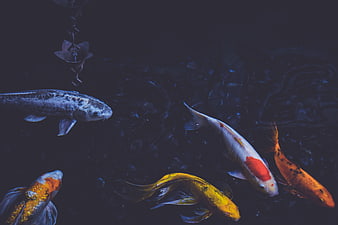 Colorful Koi Fish Swimming in Dark Pond
