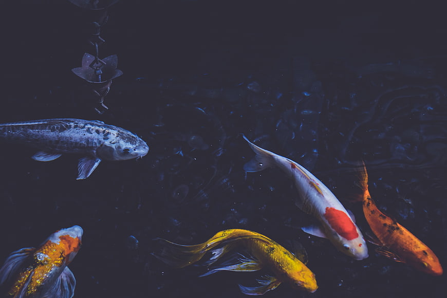 Colorful Koi Fish Swimming in Dark Pond