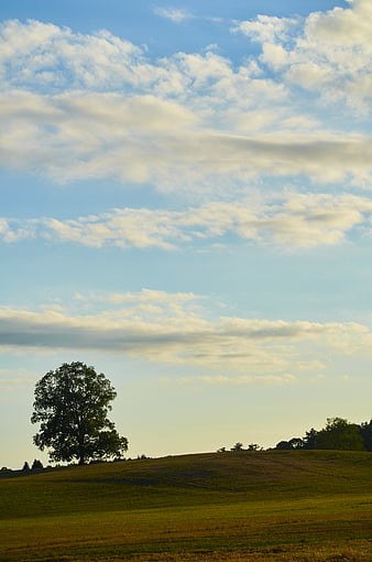 Solitary Tree on Rolling Green Hill Under Cloudy Sky